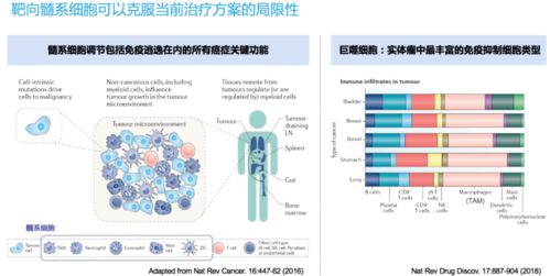 法圖醫(yī)藥廖曉伶團(tuán)隊(duì) 核心產(chǎn)品獲FDA孤兒藥認(rèn)定，解鎖靶向髓細(xì)胞的新型癌癥免疫療法